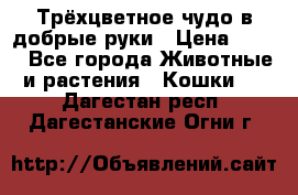 Трёхцветное чудо в добрые руки › Цена ­ 100 - Все города Животные и растения » Кошки   . Дагестан респ.,Дагестанские Огни г.